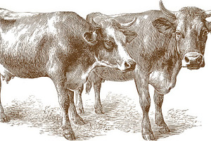 Two brown cows standing on grass, a Photo by Pavel_design