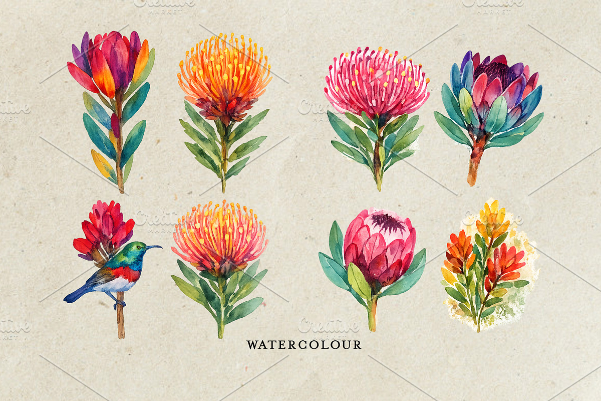 Watercolor Fynbos Flowers, a Decorative Illustration by Karliefie (Photo 2 of 4)