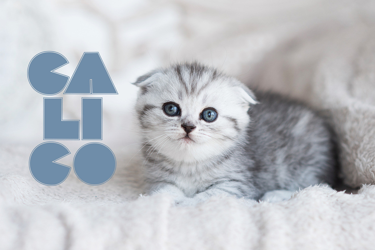 Lococo Font Family preview 7