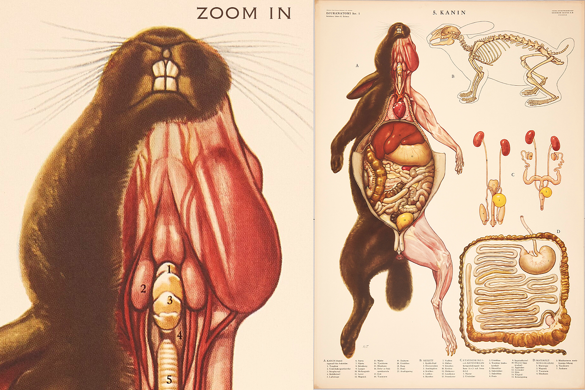 Rare Vintage Animal Anatomy, an Animal Illustration by Digital Museum (Photo 2 of 8)