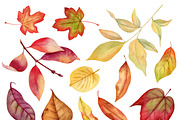 Autumn Herbarium Watercolor Clipart, a Background Graphic by Watercolor Clipart (Thumbnail 4 of 4)