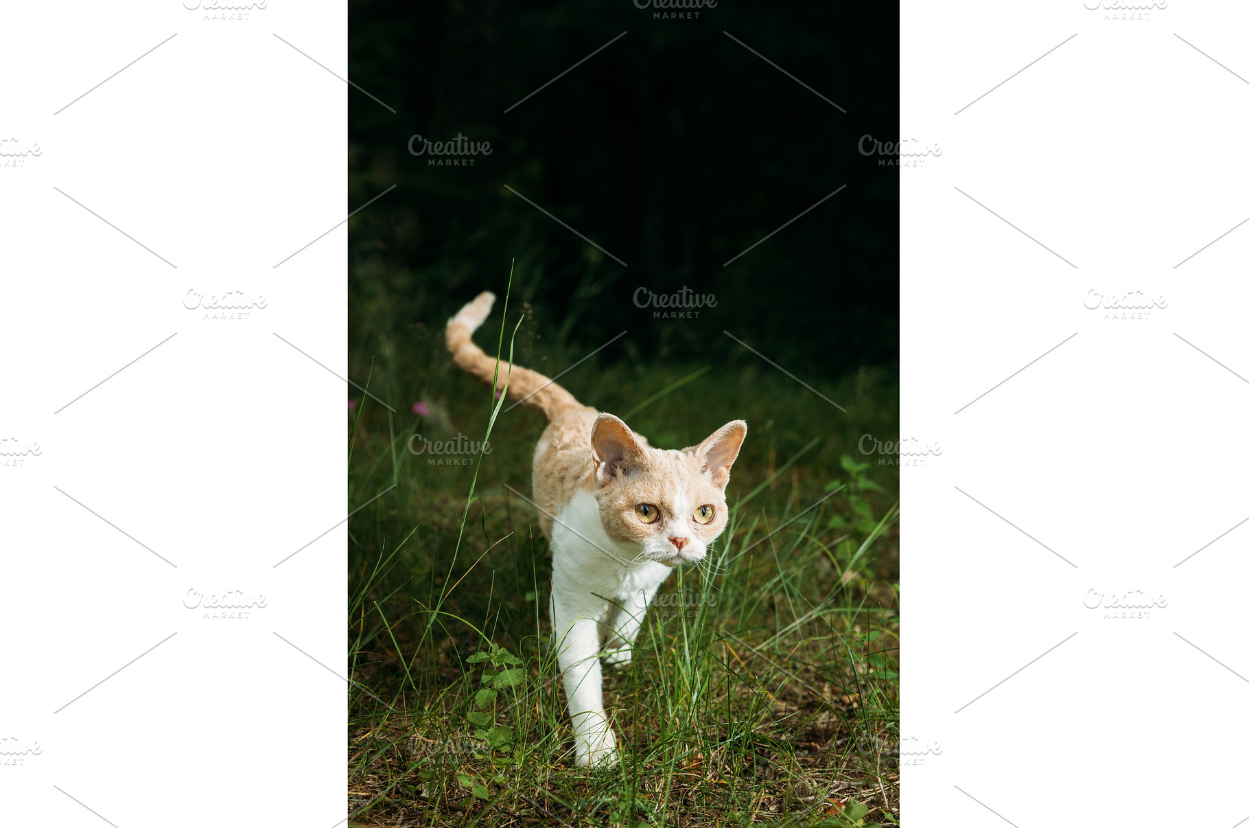 Feline Friend Walking Through Lush, an Animal Photo by Our Amazing World