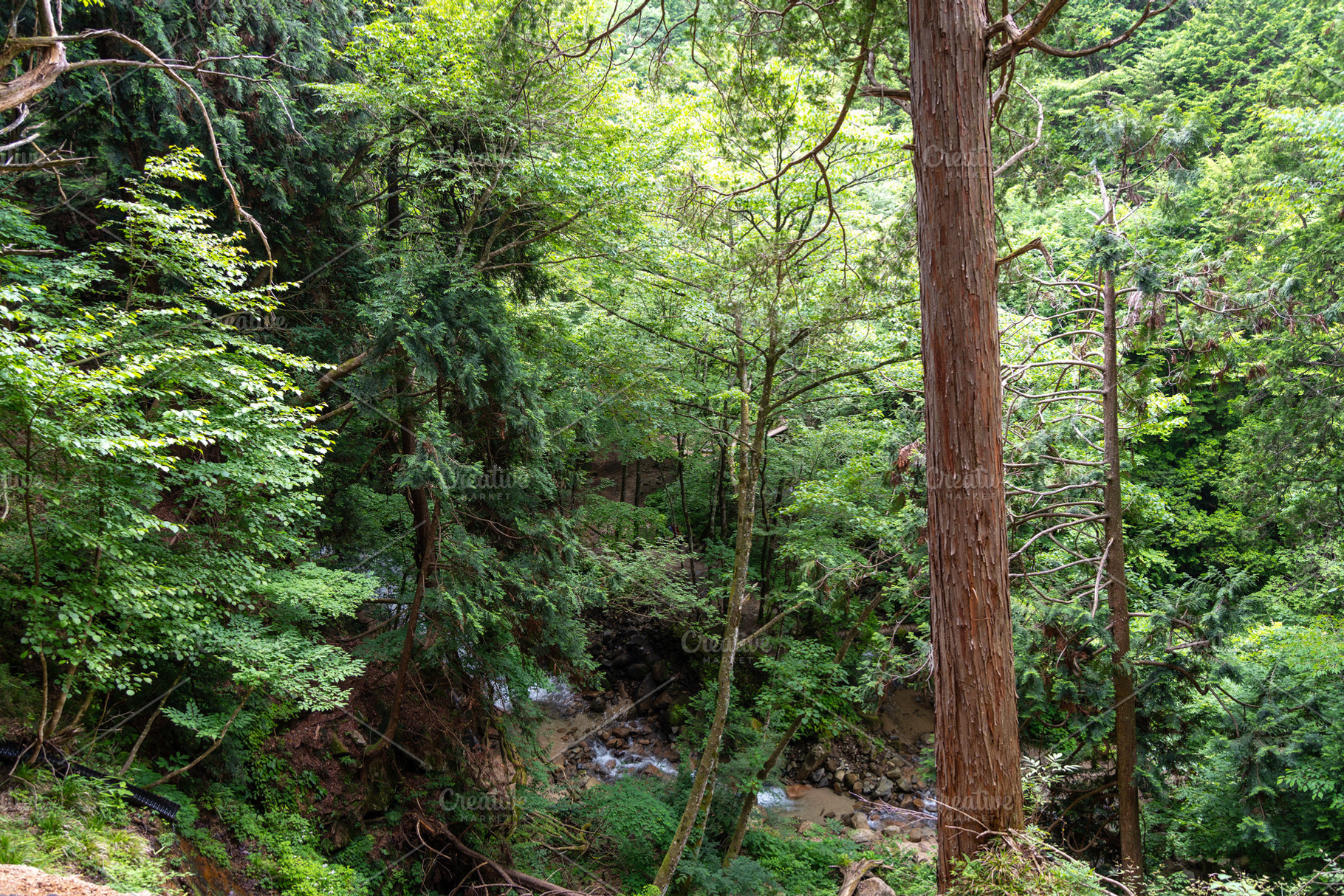 Hiking trail through the Nakasendo between Magome and Tsumago, J, a Nature Photo by GoodGoods