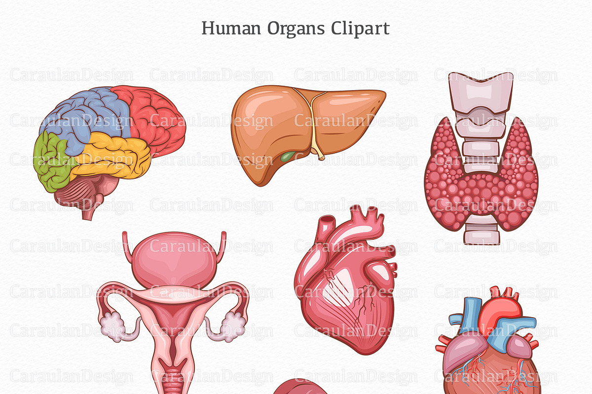 Human Organs Anatomy, a Healthcare Illustration by Serghei Caraulan (Photo 2 of 4)