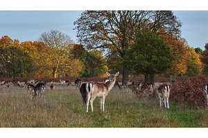 Fallow deer grazing in forest during, an Animal Photo by Goinyk