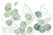 Watercolor Eucalyptus clipart, an Illustration by NKTKNS (Thumbnail 4 of 7)