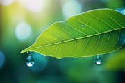 40 Rain in the forest, close up, a Background Photo by Design_Planet (Thumbnail 10 of 14)