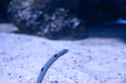 garden eels close-up view in ocean, an Animal Photo by GoodGoods