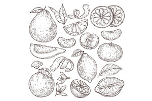 Citrus fruits sketch. Hand drawn, a Graphic by Valerie Bodnar