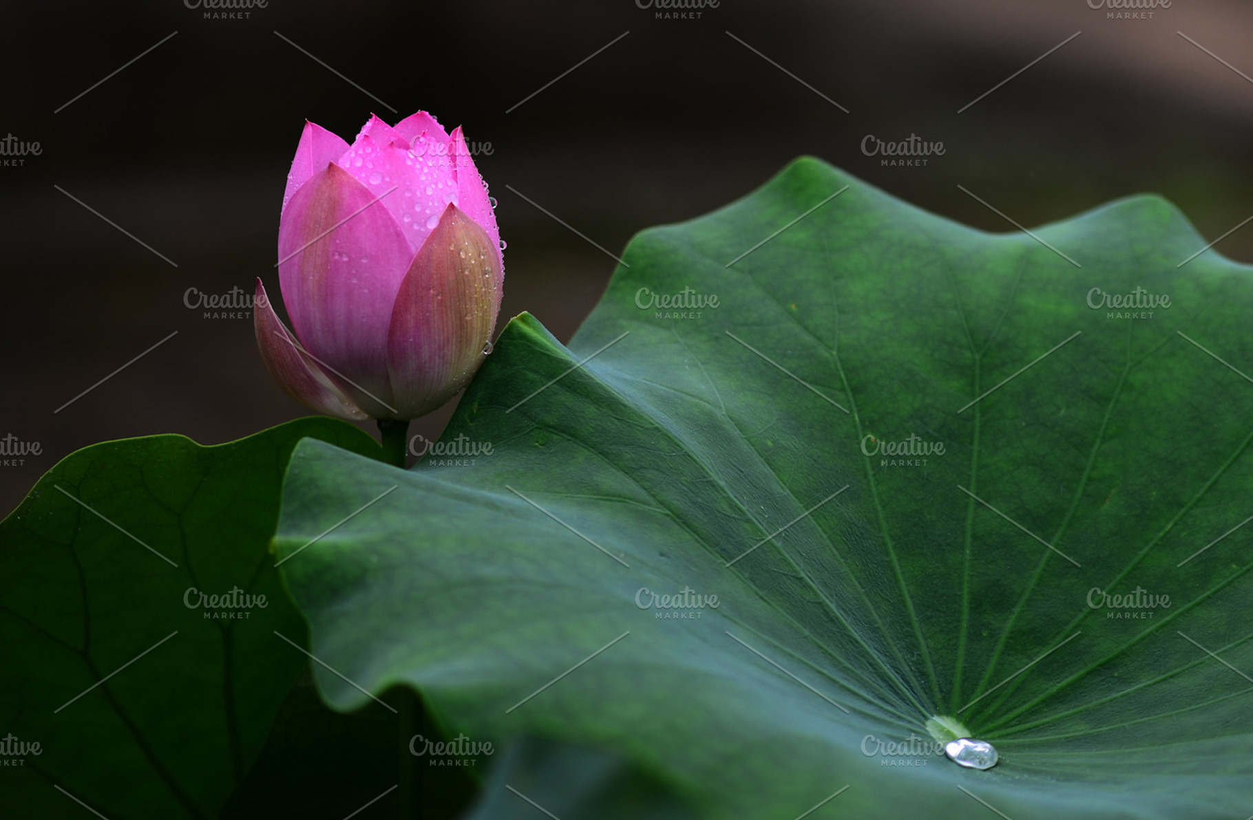 Lotus Flowers and Lotus Leaf, a Nature Photo by Corner Croft Mockups