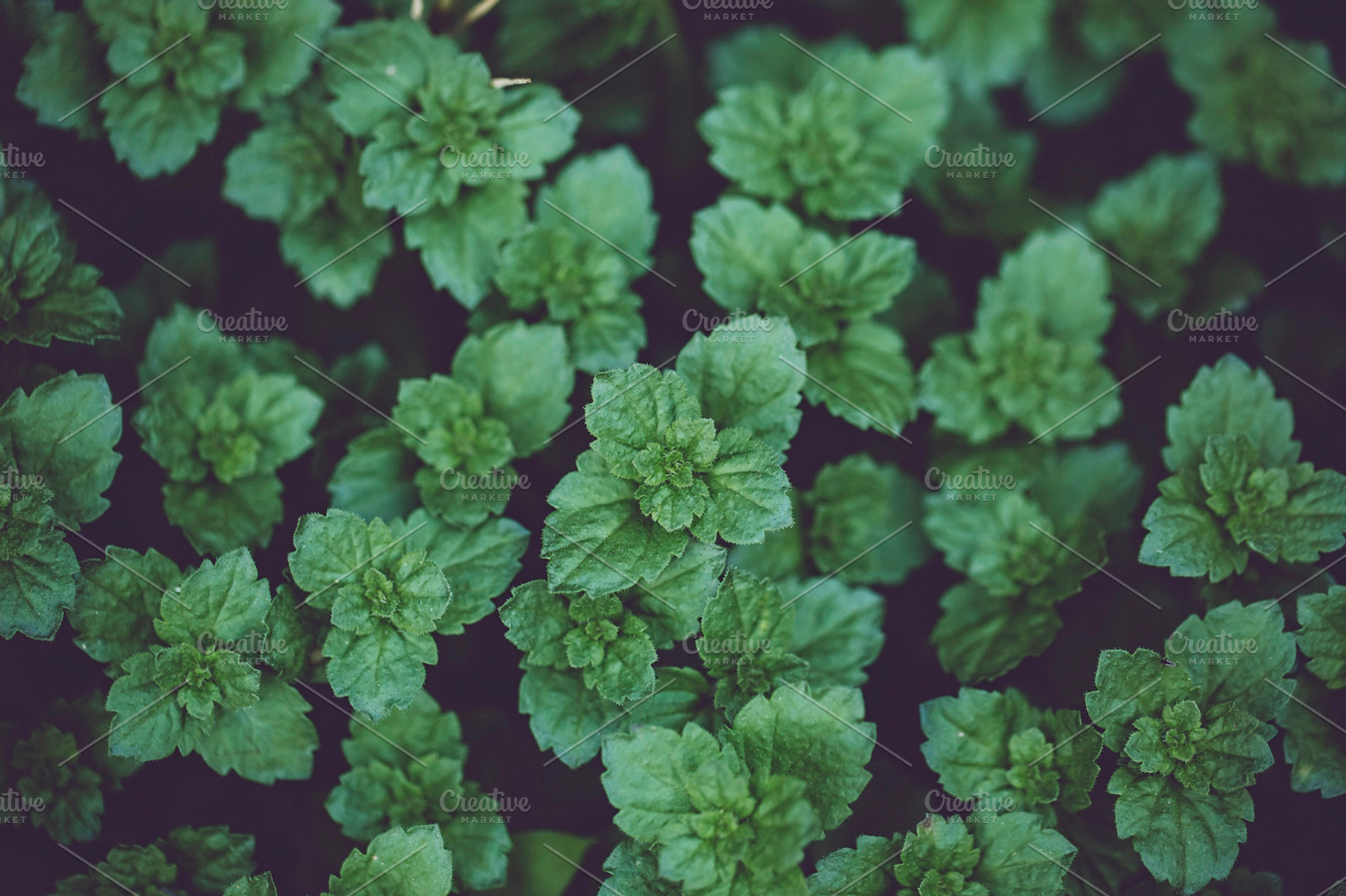 Shrubbery