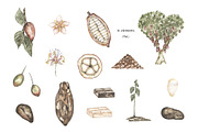 Watercolor Life Cycle Bundle, an Education Illustration by MayaNavits (Thumbnail 19 of 22)