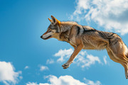 116 Flying animals, an Animal Photo by Handmadefont (Thumbnail 118 of 119)