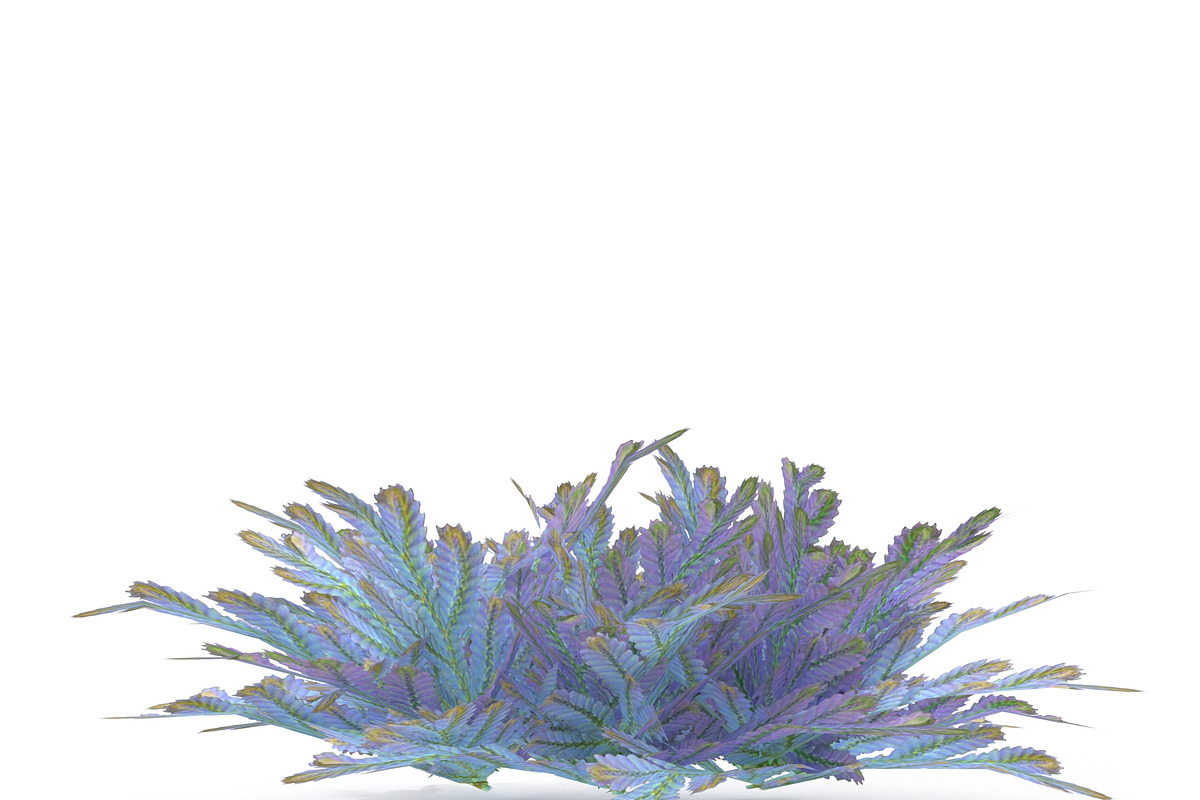 Selaginella V3, an Environmental 3D Model by AndrewWhite (Photo 4 of 9)