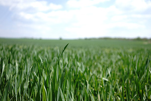 Green field featuring field, farm, and green, an Abstract Photo by Nazar Hrabovyi