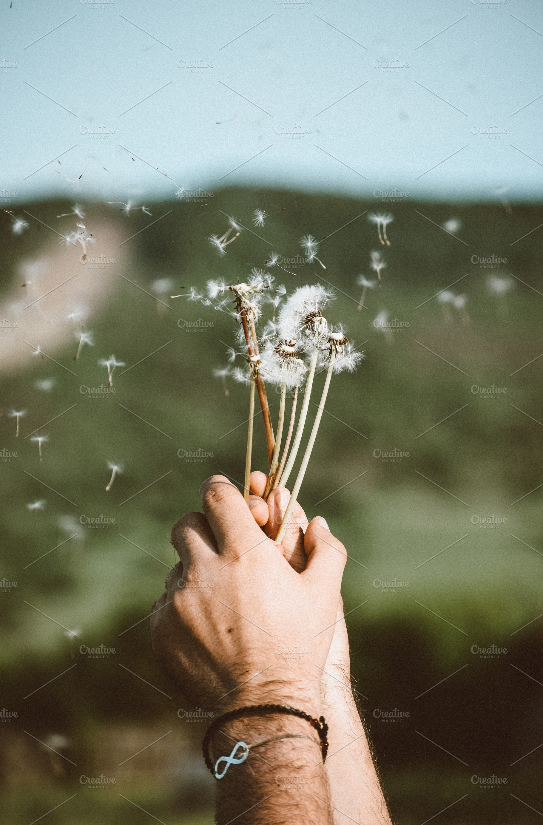Flying dandelion stock photo containing dandelion and summer, a Nature Photo by Three Design
