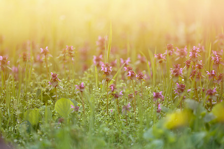 lawn with green grass and flowers in the rays of the setting sun, a Nature Photo by ndanko
