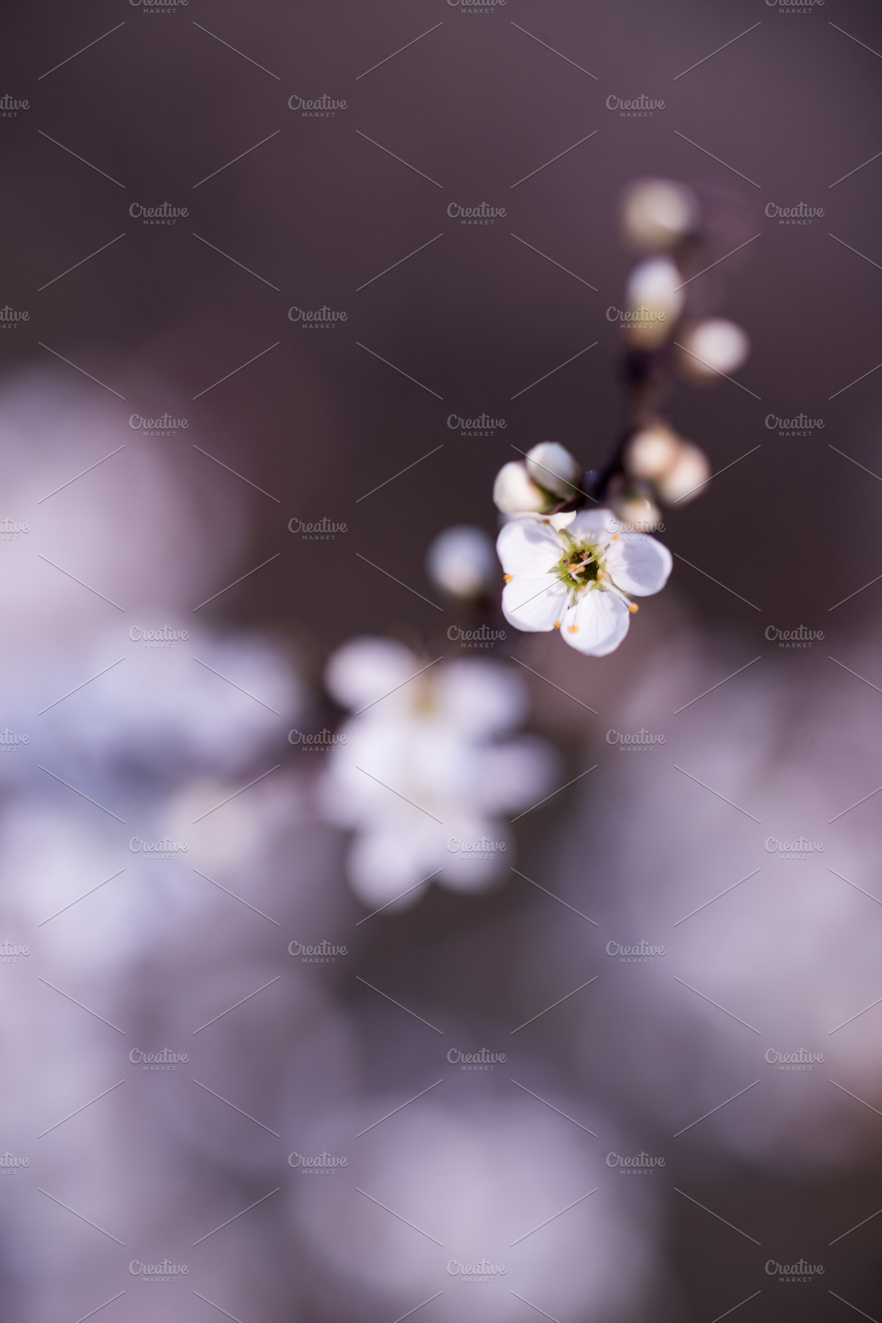 Blossom featuring makro, closeup, and close up, a Nature Photo by Screeny's Photo Bucket