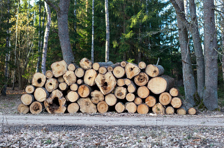 Big pile of spruce wood in the forest.