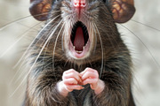236 surprised animals, an Animal Photo by Handmadefont (Thumbnail 115 of 241)