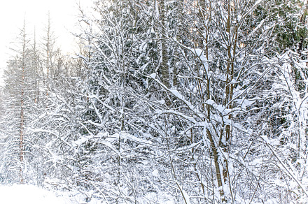 Winter landscape with soft selective focus. Fir in the snowy forest., a Nature Photo by sabyna75