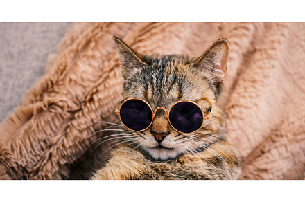 Beautiful cool cat in black
