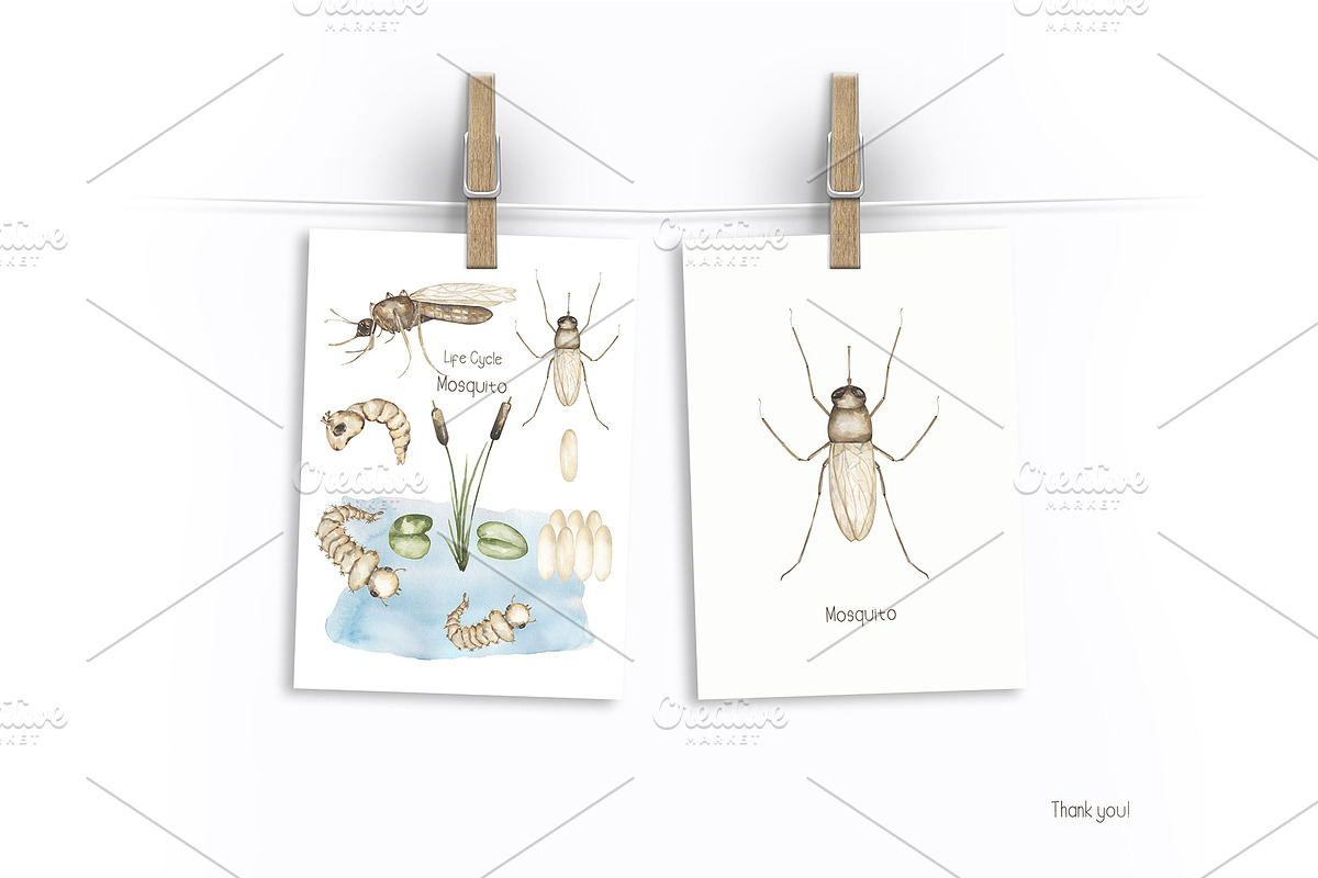 Watercolor Insects Life Cycle, an Education Illustration by MayaNavits (Photo 18 of 18)
