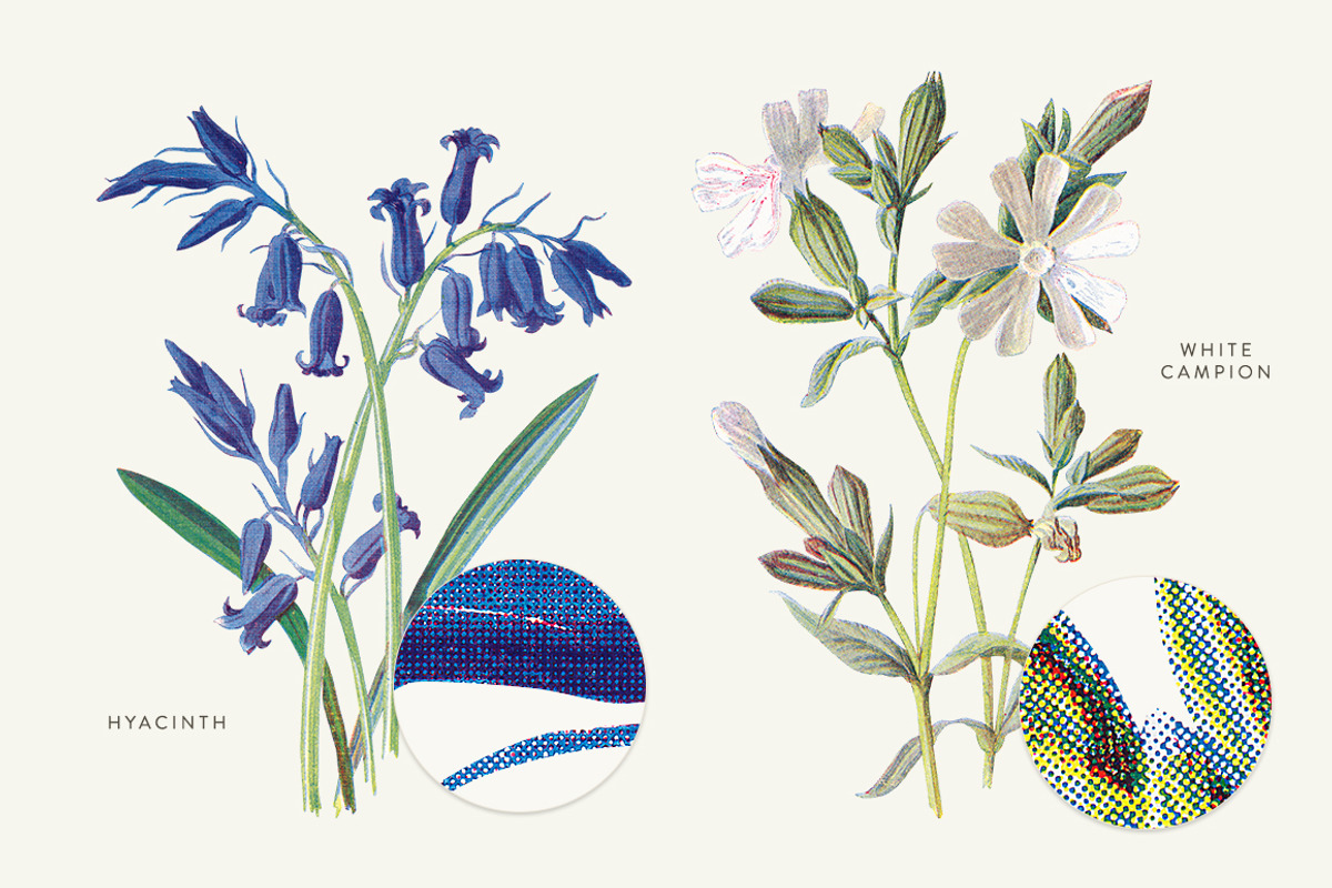 Vintage Flowers Vol.03 - Extra Large, an Illustration by Greta Ivy (Photo 12 of 15)