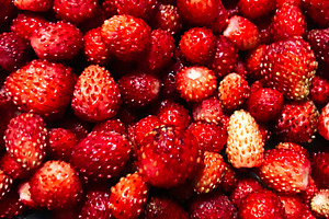 Close-up of fresh wild strawberries with vibrant red color, a Photo by AS photostudio