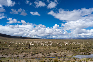 Herd of alpacas and llamas grazing in the highlands of Peru, a Nature Photo by GoodGoods