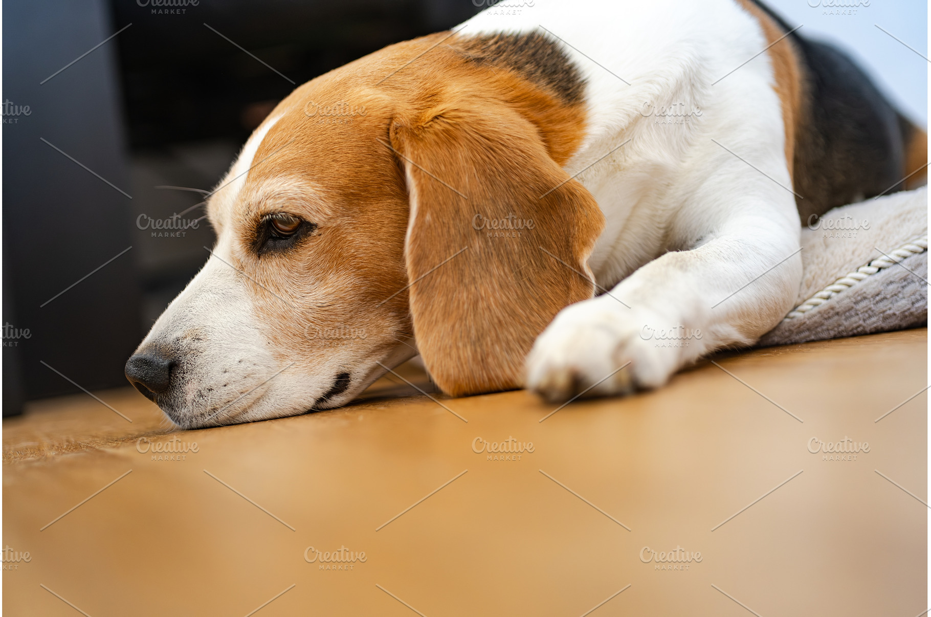 Adult male beagle dog sleeping on, an Animal Photo by MadPhotos