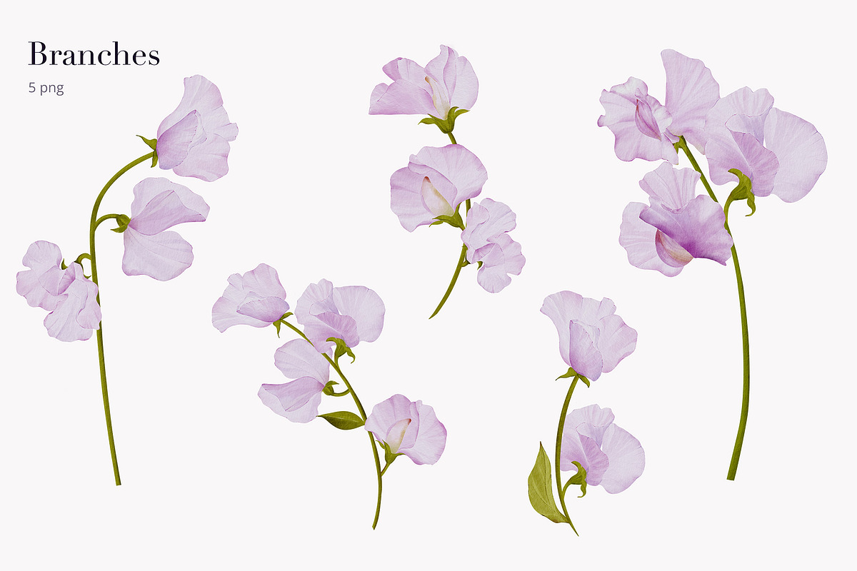 30% Off - Sweet Pea Watercolor, an Object Graphic by bloomscape (Photo 3 of 13)