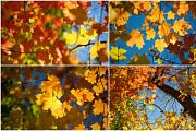 Autumn Photoset 50 Images, a Templates & Theme by Magic Mint (Thumbnail 3 of 3)