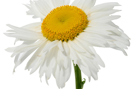 Close-up of a chamomile flower with white petals and a yellow ce
