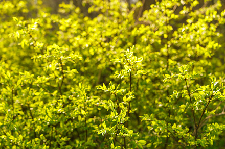 Full frame image of dense lime green shrub with young leaves in late spring or