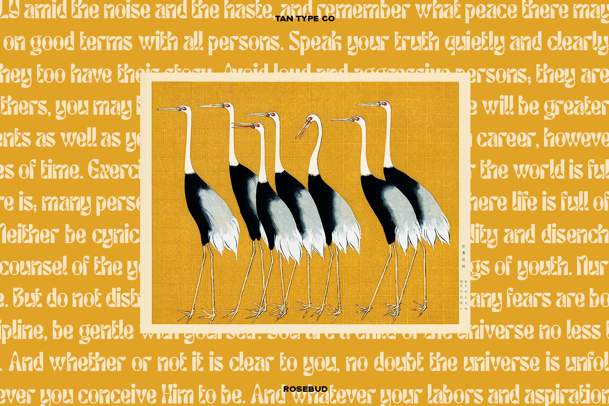 TAN - ROSEBUD, a Font by TanType (Photo 8 of 15)