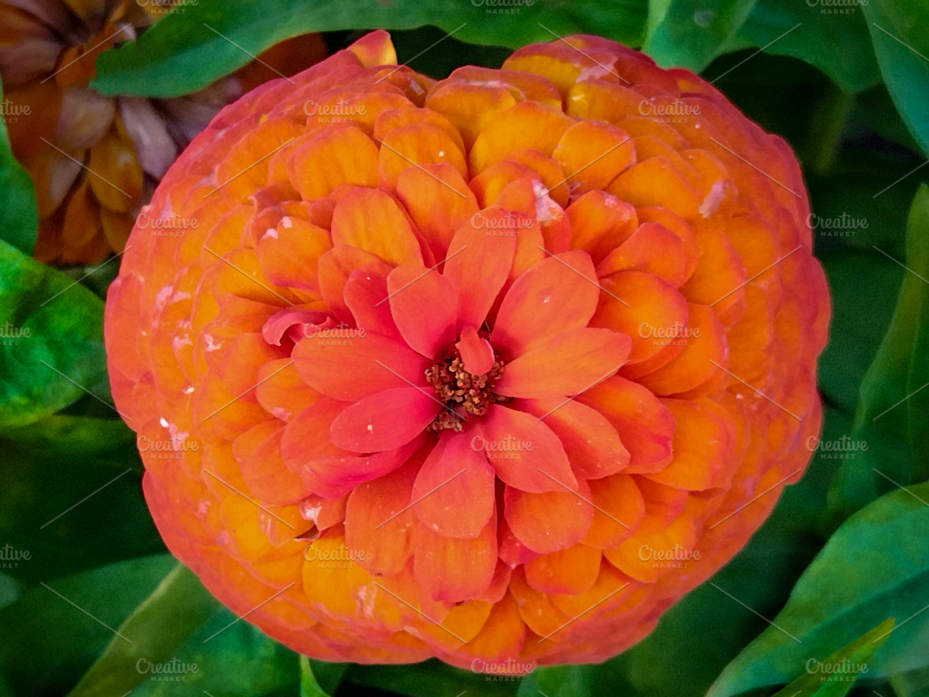 Orange flower close-up with green leaves, a Nature Photo by DanFLCreativo