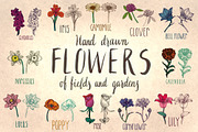 Hand drawn flowers of fields&gardens, a Texture Graphic by Marina Zabrodina (Thumbnail 1 of 3)