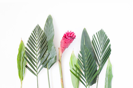 Tropical styled stock photo 001 stock photo