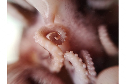 Delicacy octopus tentacle feeler