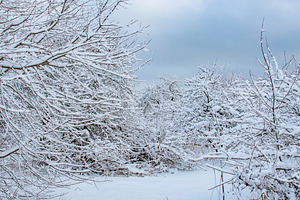Dense snow covered forest after heavy snowfall, panoramic winter, a Photo by Pictures for you!!!!!!!!!