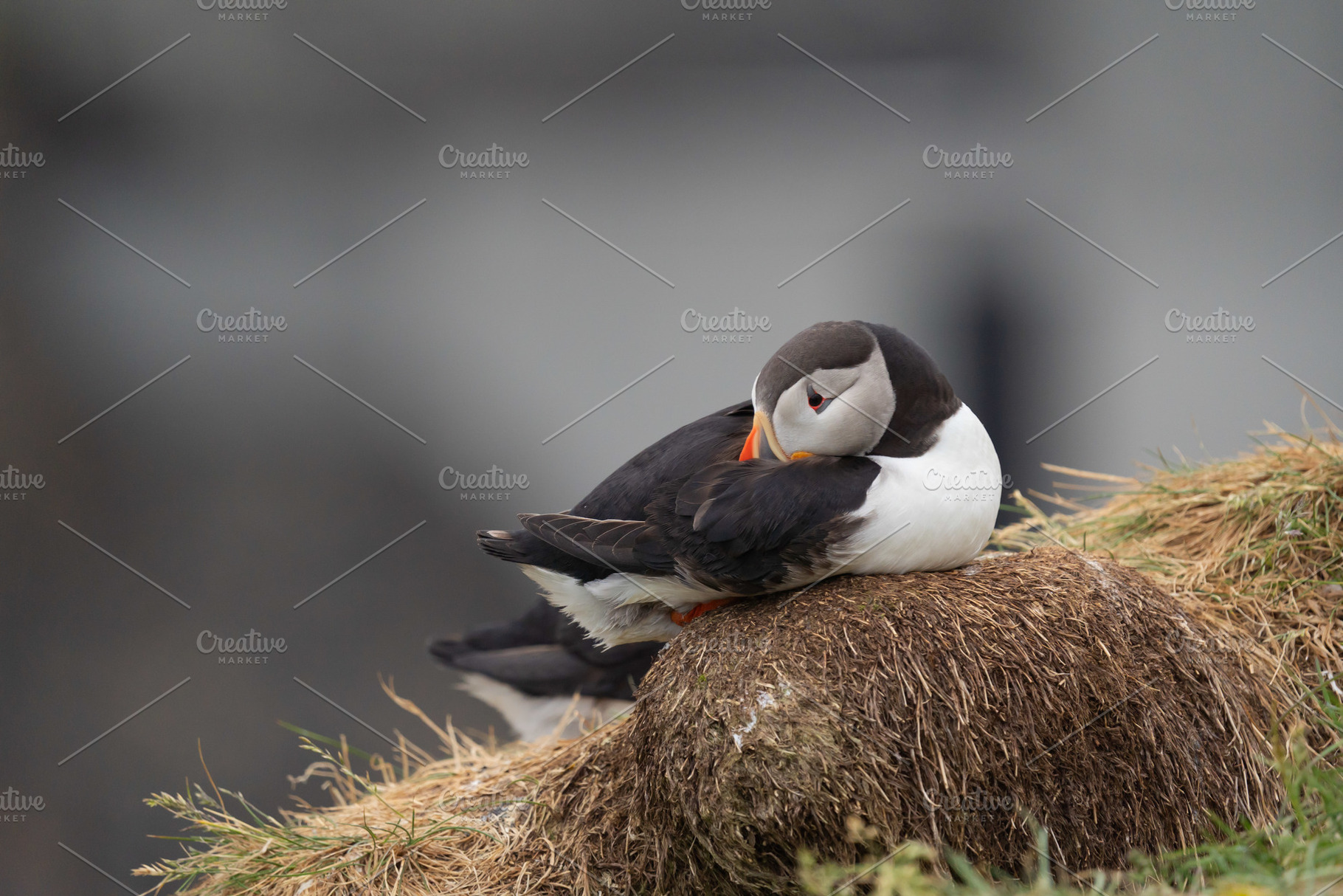 Close up of puffin bird or Fratercula in Iceland in summer seaso, an Animal Photo by Tampatra