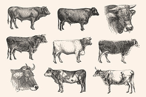 Cattle - Vintage Illustration Set