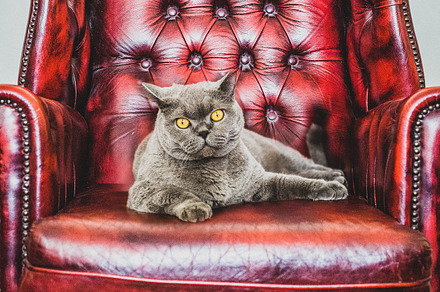 British shorthair cat stock photograph
