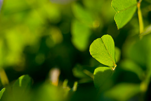 Greenery Background, a Background Photo by THP Creative