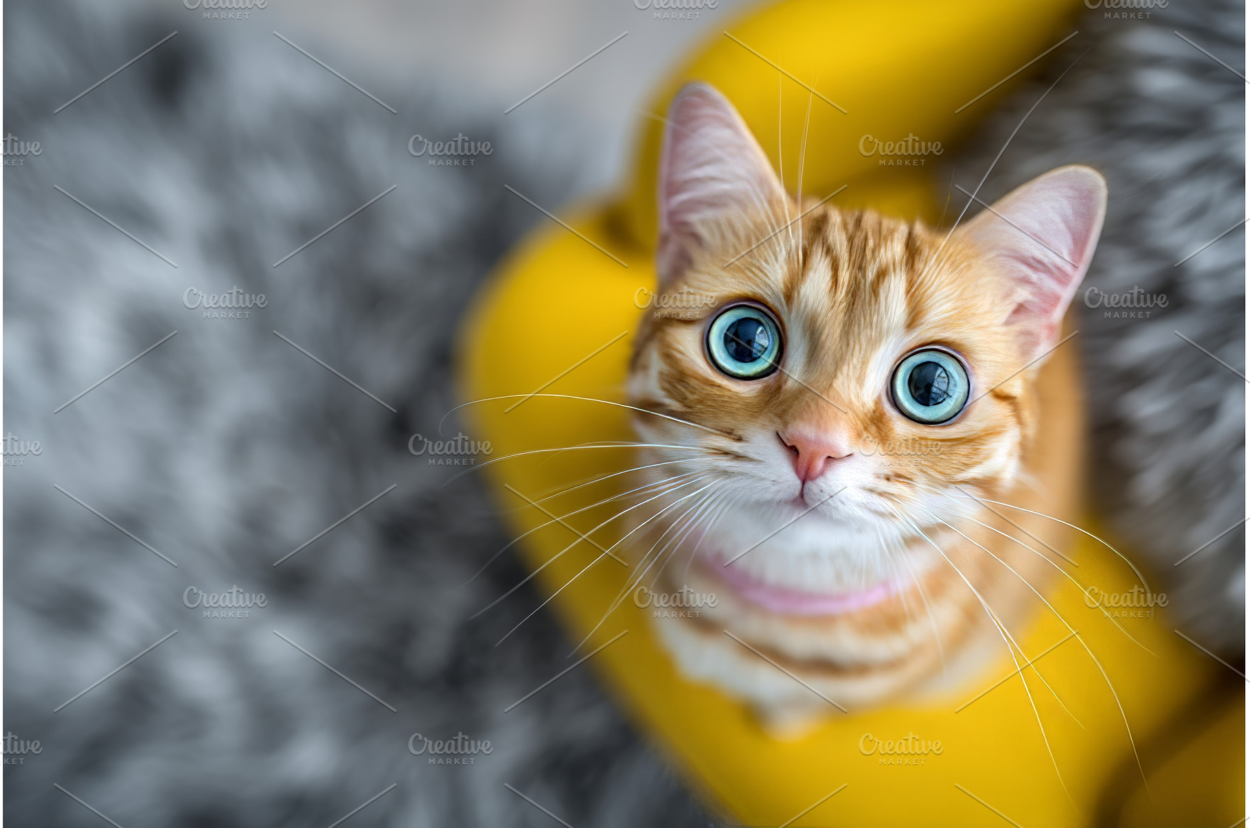 On an exercise wheel, which, an Animal Photo by ZinetroN