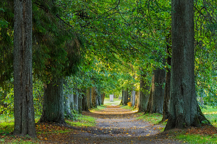 Autumn paths in the forest, a Nature Photo by photoWorkshop