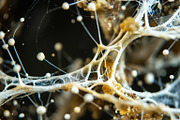 72 Microscopic Fungi Backgrounds, a Background Graphic by h.utomo (Thumbnail 22 of 72)