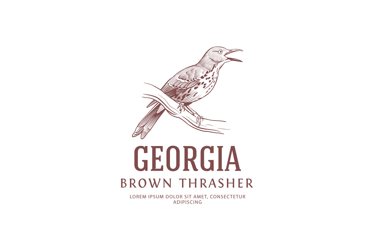 Vintage Logo: Brown Thrasher Bird, a Branding & Logo Template by vatesdesign