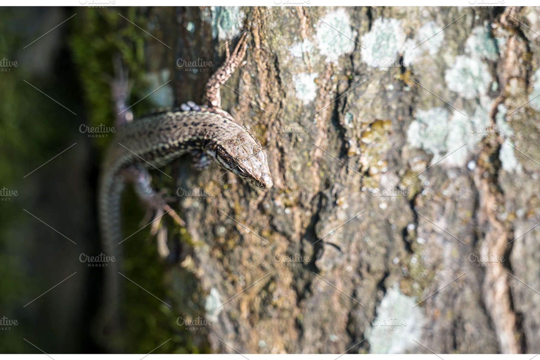 Common lizard on a trunk in the Palatinate Forest. Germany, an Animal Photo by Leonid Andronov